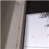 Жители Взлётки страдают от нашествия мелких мошек в квартирах (видео)