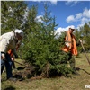 Красноярск стал зеленее на 2000 деревьев