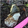 На «Столбах» нашли краснокнижный «гриб-выскочку»