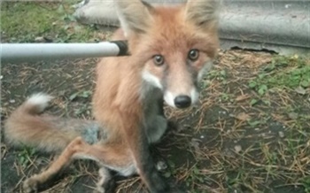 «Муки ее были страшные»: жительница Дивногорска несколько дней билась за жизнь дикой лисы