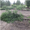 В Красноярске уволили ответственного за уничтожение деревьев в Северном