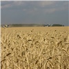 Красноярские аграрии обмолотили почти 60 % площадей зерновых