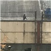 Спасатели два дня подряд лазили на крышу комбайнового завода за любознательной собакой