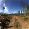 Чиновники в Балахтинском районе скрывали незаконную вырубку леса