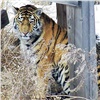 Державшую в страхе приморское село тигрицу отправили в Красноярский край (видео)