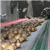 Предприятия Красноярского края завершили уборку картофеля и овощей 