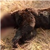 Пугавший канские деревни медведь оказался переносчиком опасных паразитов