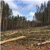 В Красноярском крае инспектор лесной охраны помог взяточнику и вместо пенсии пойдет в суд