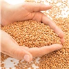 Аграрии Назаровского района за время уборочной кампании собрали более 250 тысяч тонн зерна