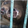 «Не понравился запах алкоголя»: на базе отдыха под Ачинском медведь покалечил женщину