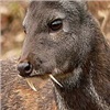 В Ергаках браконьеры могли истребить половину популяции краснокнижного оленя