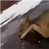 В Шарыповском районе рыбак спас молодую косулю. Она упала на льду и не могла подняться (видео) 