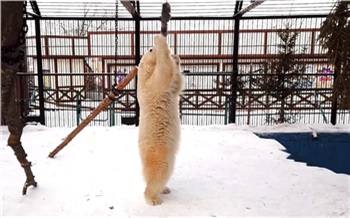 Красноярский зоопарк снял на видео игры молодой медведицы Урсулы