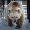 «Зимы больше не будет»: в красноярском зоопарке медведь вышел из спячки