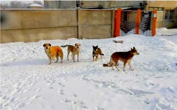«Их поймали, стерилизовали и отпустили!»: стая собак в Академгородке продолжает нападать на людей