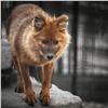 Красноярский зоопарк рассказал о жизни волчицы Гели, от которой год назад отказались родители