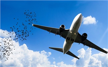 Самолет «Москва — Красноярск» столкнулся с птицами