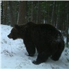 На «Столбах» дружно проснулись медведи и бурундуки 