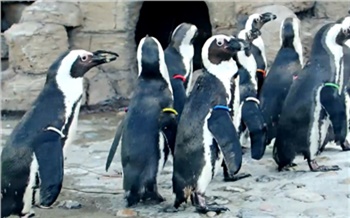 Красноярские пингвины переехали в летнюю «резиденцию»