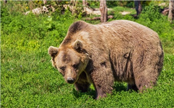На севере Красноярского края медведь вышел на детскую площадку. Его пришлось застрелить