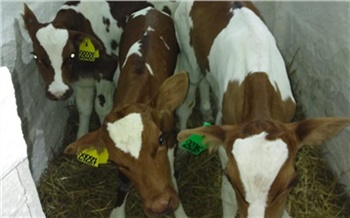В Ужурском районе «корова-героиня» родила троих здоровых телят