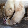 «Жадно пила и накинулась на мясо»: в «Роевом ручье» рассказали, как норильская медведица перенесла полет (видео)