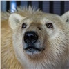 Китайские зоопарки предложили обменять панду на красноярского белого медведя