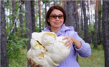 На юге Красноярского края начался сезон удивительных грибов с ложной ножкой