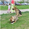 В красноярском Студгородке чипированная бездомная собака вцепилась в ногу девушке 