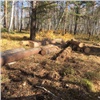 Под Красноярском молодые парни вырубили лес на 11 млн 