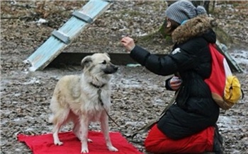 В Красноярске впервые покажут новую систему дрессировки служебных собак — мондьоринг