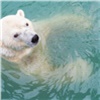 В Красноярске белые медведи «Роева ручья» поставили рекорд по продолжительности купального сезона