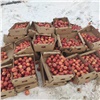 В Красноярске нашли яблоки неизвестного происхождения и уничтожили их 