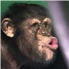 «Мог бы стать убедительным политиком»: в красноярском зоопарке показали эмоционального шимпанзе