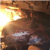 «Конина лежала навалом на полу машины»: под Красноярском изъяли и сожгли опасное мясо