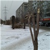 В Железнодорожном районе Красноярска обрежут больше 400 деревьев