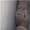 Красноярские зоозащитники проломили стену в подъезде ради спасения рыжего кота