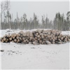 В Красноярском крае «чёрный лесоруб» нанял бригаду и спилил деревья на 360 тысяч рублей