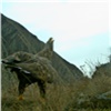 В Красноярском крае сфотографировали поющего с удовольствием редкого орлана