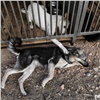 В некоторых районах Красноярска объявили режим ЧС из-за опасных собак