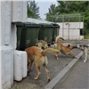 «С собаками они ничего сделать не смогут»: в Красноярске следить за стаями животных будут специальные патрули