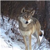 На юге Красноярского края выросла численность волков