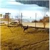 Красноярцы сняли на видео погоню собак за вышедшим к «Бобровому логу» маралом