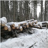 Пожилой бизнесмен незаконно вырубил деревья на западе Красноярского края. Грозит колония