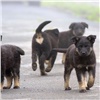 В Центральном районе Красноярска начали стерилизовать «корпоративных» собак