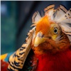 Красноярский зоопарк показал вождя фазанов по кличке Чингачгук