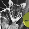 Красноярский зоопарк объявил творческий конкурс о животных на войне