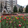 На красноярских клумбах распустились первые тюльпаны