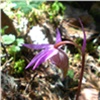 На «Столбах» зацвела краснокнижная орхидея калипсо