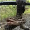 Красноярец заснял на видео нападение ядовитой змеи 